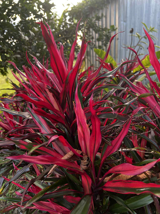 Cordyline &