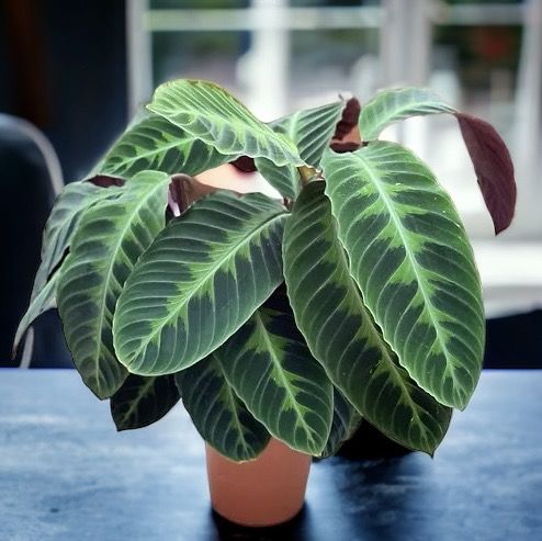 Calathea &