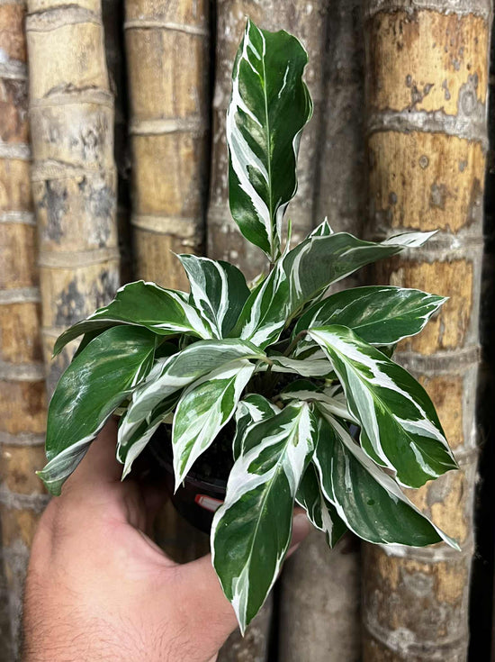 Calathea &