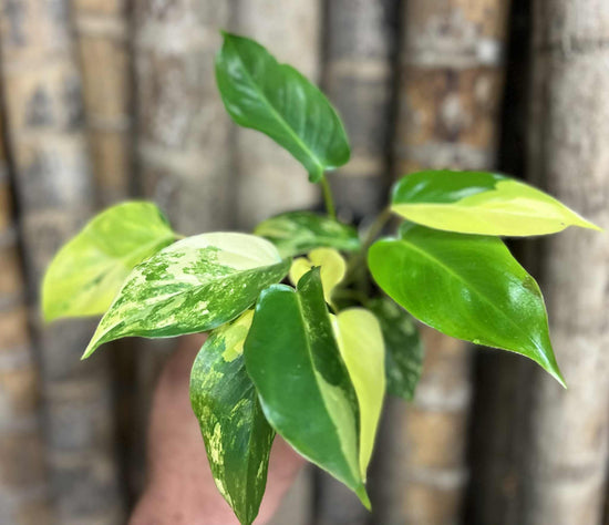 Philodendron &