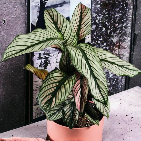 Calathea ‘White Star’ 100mm Pot