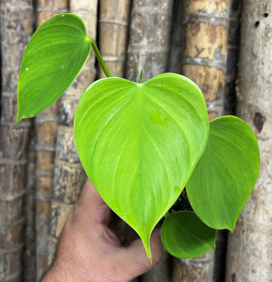 Philodendron &