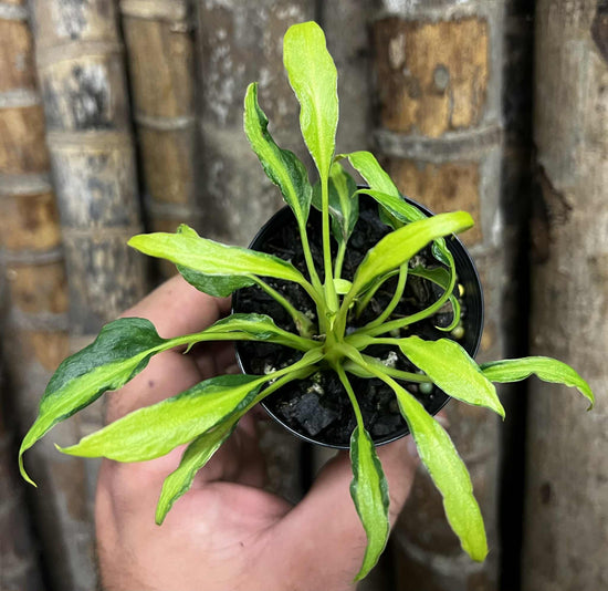 Philodendron &