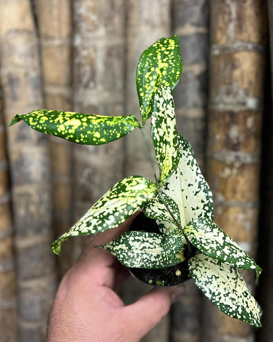 Dracaena &