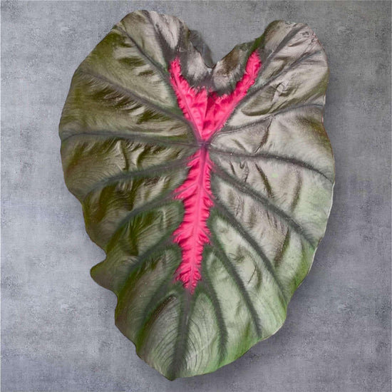 Colocasia &