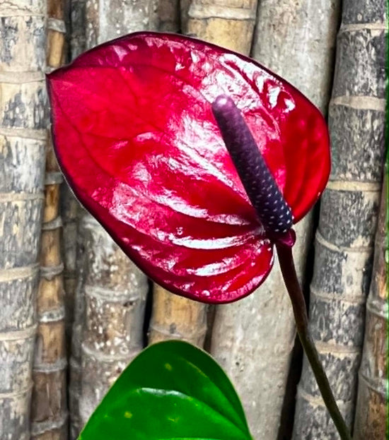 Anthurium &