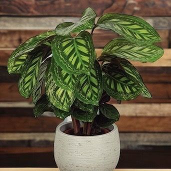 Calathea &