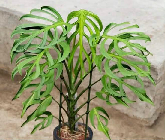 Monstera &