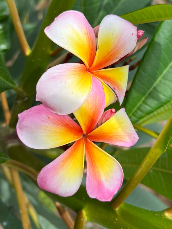 Frangipani &