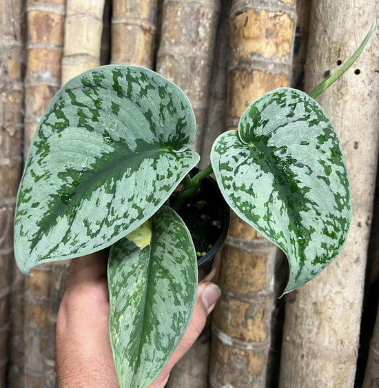 Scindapsus &