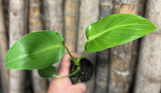 Philodendron &