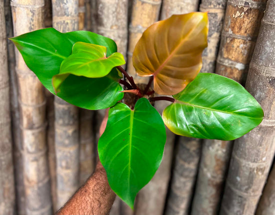 Philodendron &