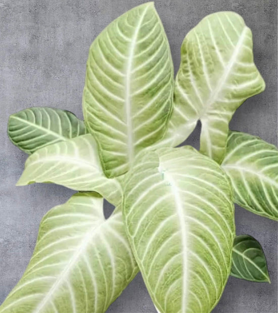 Caladium(Phyllotaenium) lindenii &