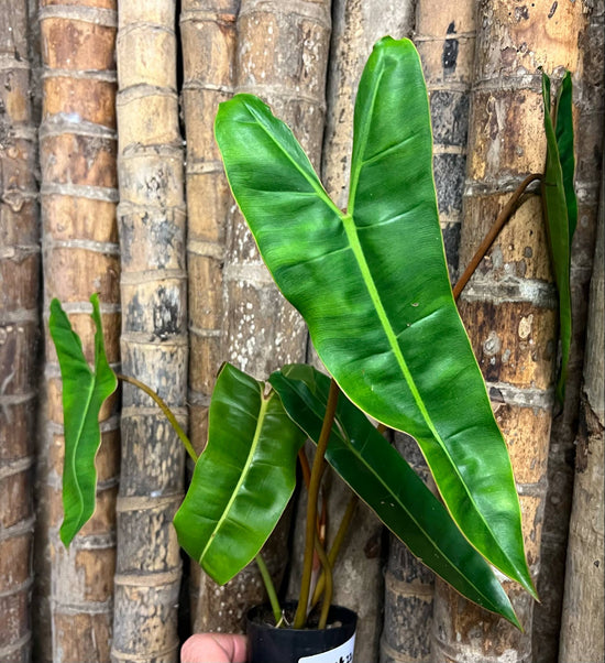 Philodendron &