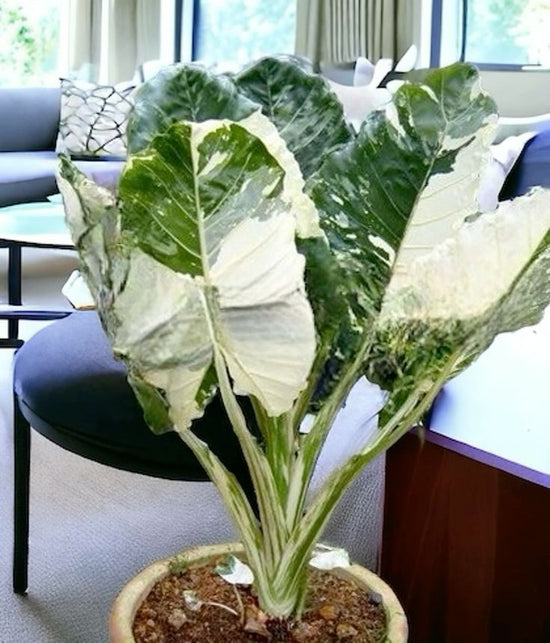 Alocasia &