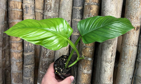 Philodendron &