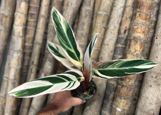 Stromanthe &