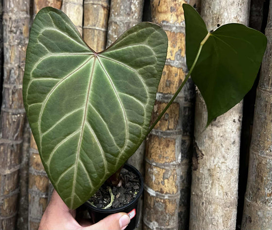 Anthurium &