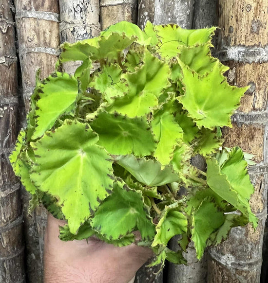 Begonia &