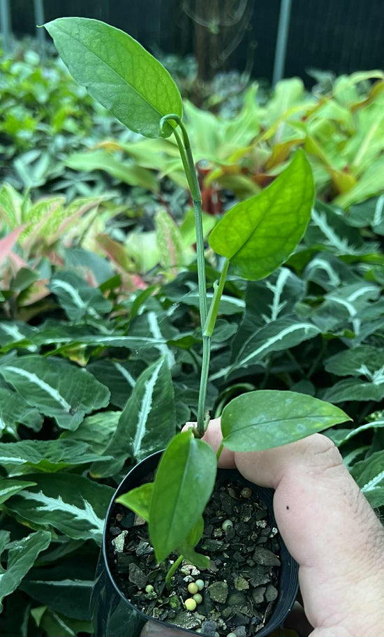 Epipremnum &