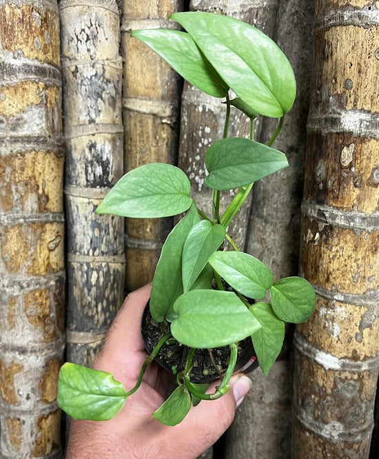 Epipremnum pinnatum &