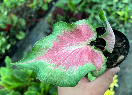 Caladium &