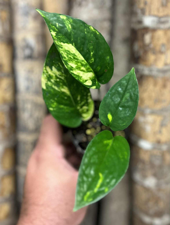 Epipremnum pinnatum &