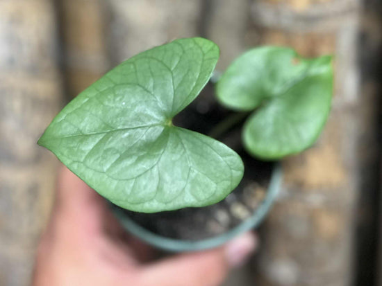 Anthurium berriozabalense&