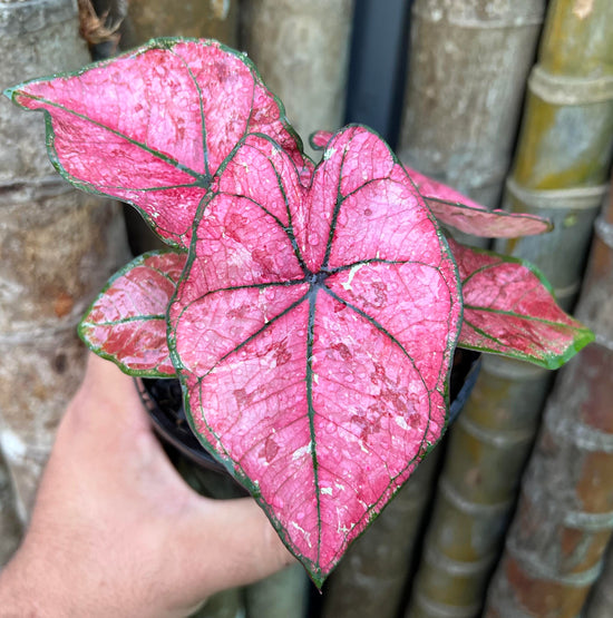 Caladium &