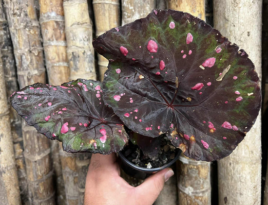Begonia &