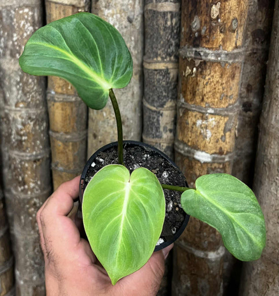 Philodendron gloriosum &