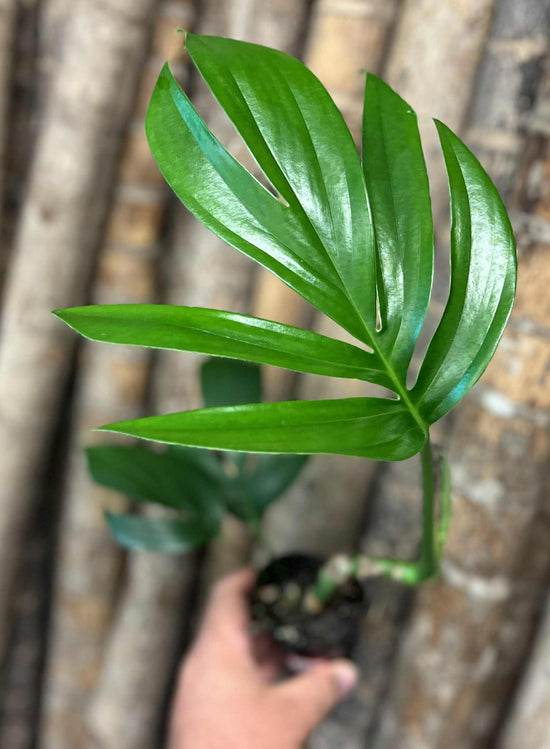 Rhaphidophora &