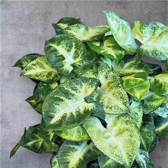 Syngonium &