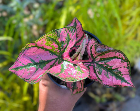 Caladium &