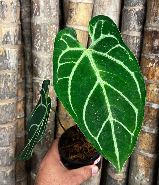 Anthurium &