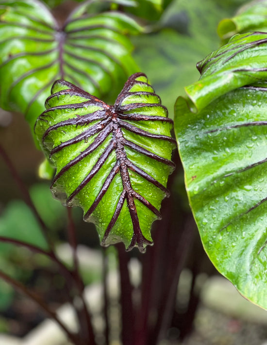 Colocasia ‘COPHAMA’ (PBR) Pharaohs Mask TM 75mm Pot