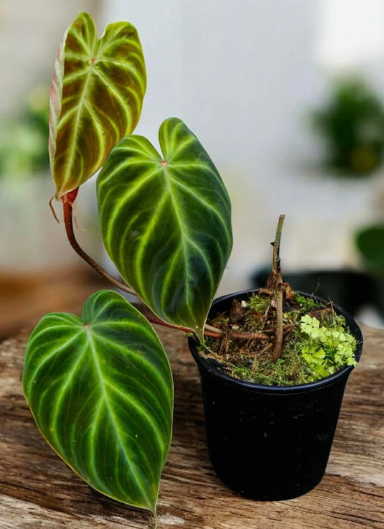 Philodendron &