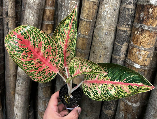 Aglaonema &