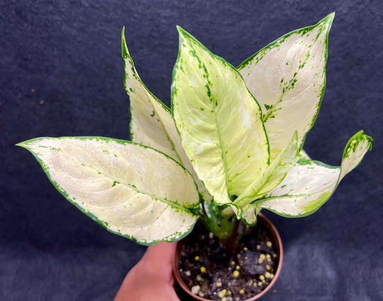 Aglaonema &