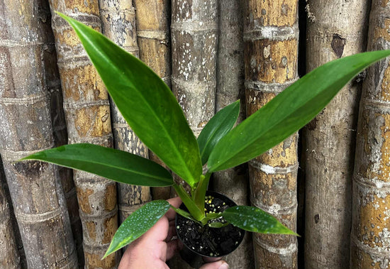 Philodendron &