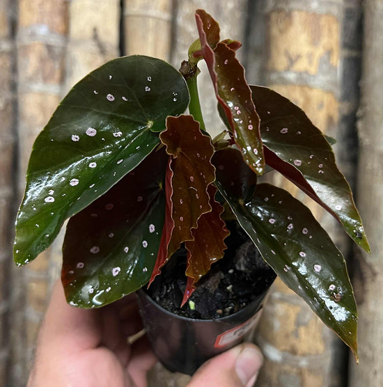 Begonia &