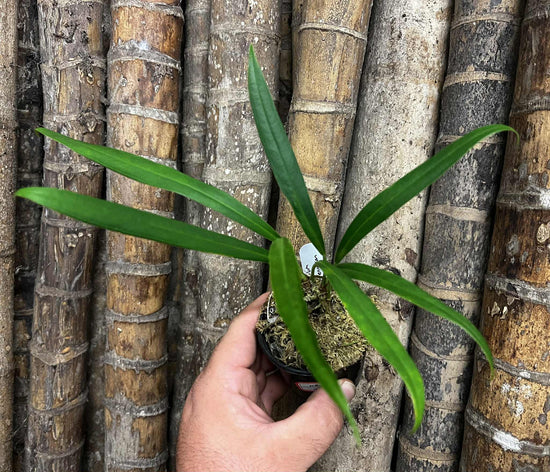Anthurium &