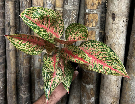 Aglaonema &