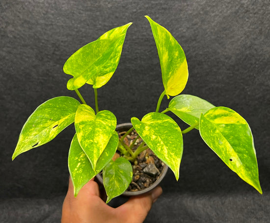 Epipremnum pinnatum &