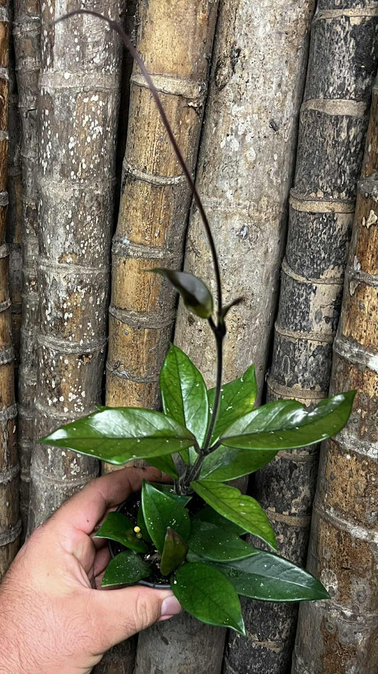 Hoya &