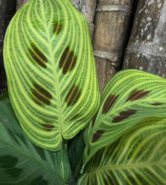 Maranta &