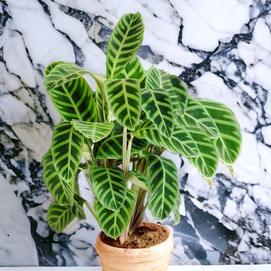 Calathea &