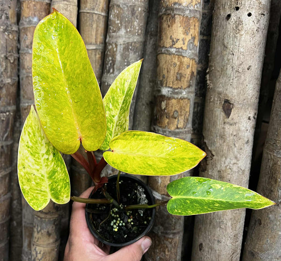 Philodendron &