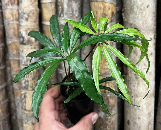 Anthurium &