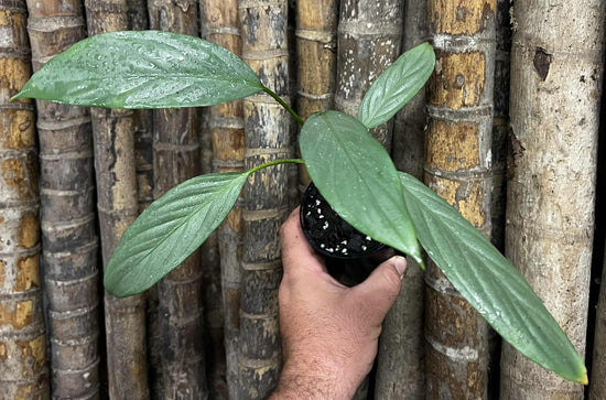 Aglaonema &